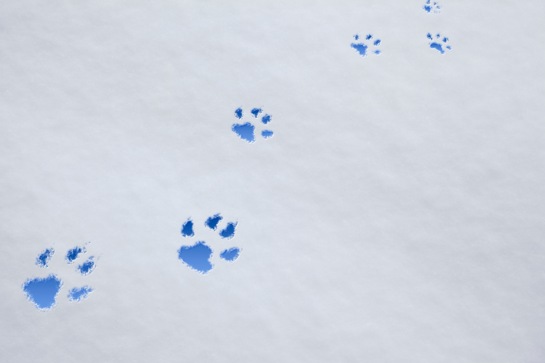 dog paw tracks trail in snow
